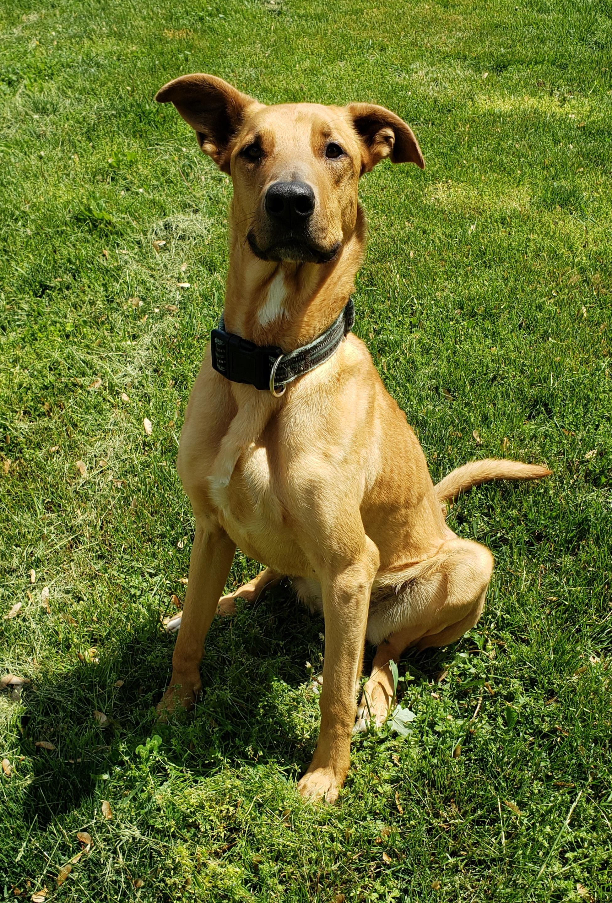 Buttercup, Adoptable, Adult Female German Shepherd Dog.