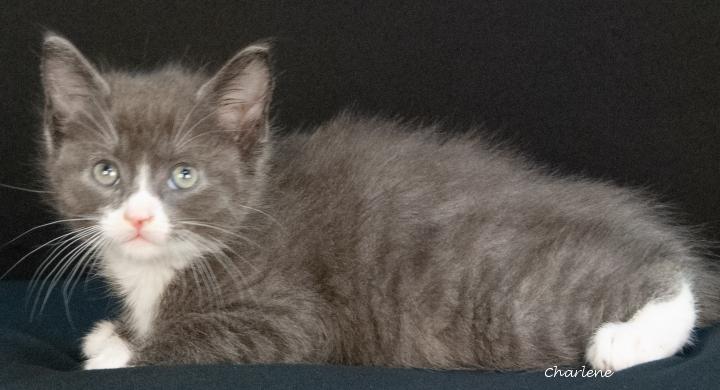 Enlarge Chrome, a ADOPTABLE Domestic Short Hair in Newland, NC image 1/1