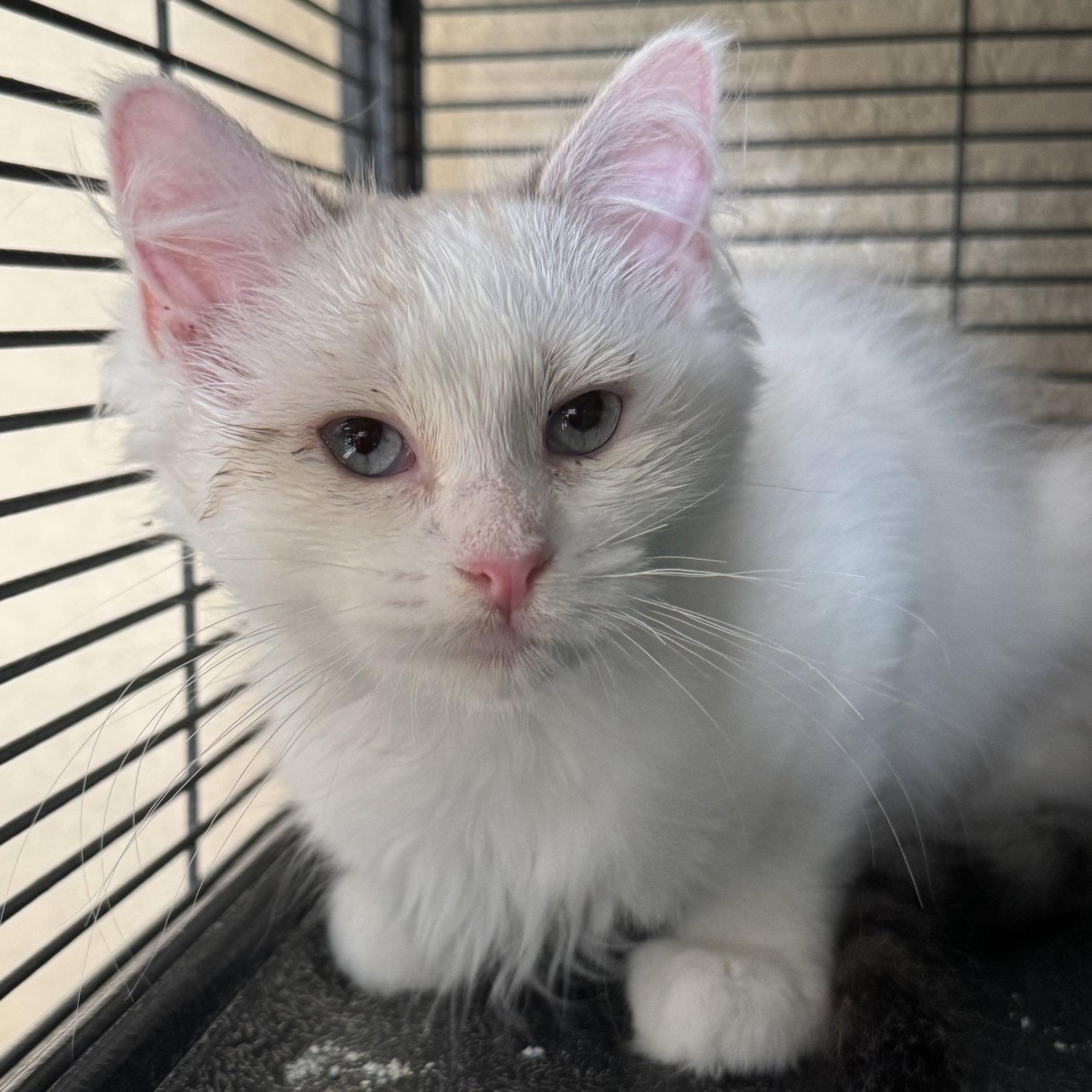 Coconut, Adopted, Kitten Female Domestic Medium Hair.