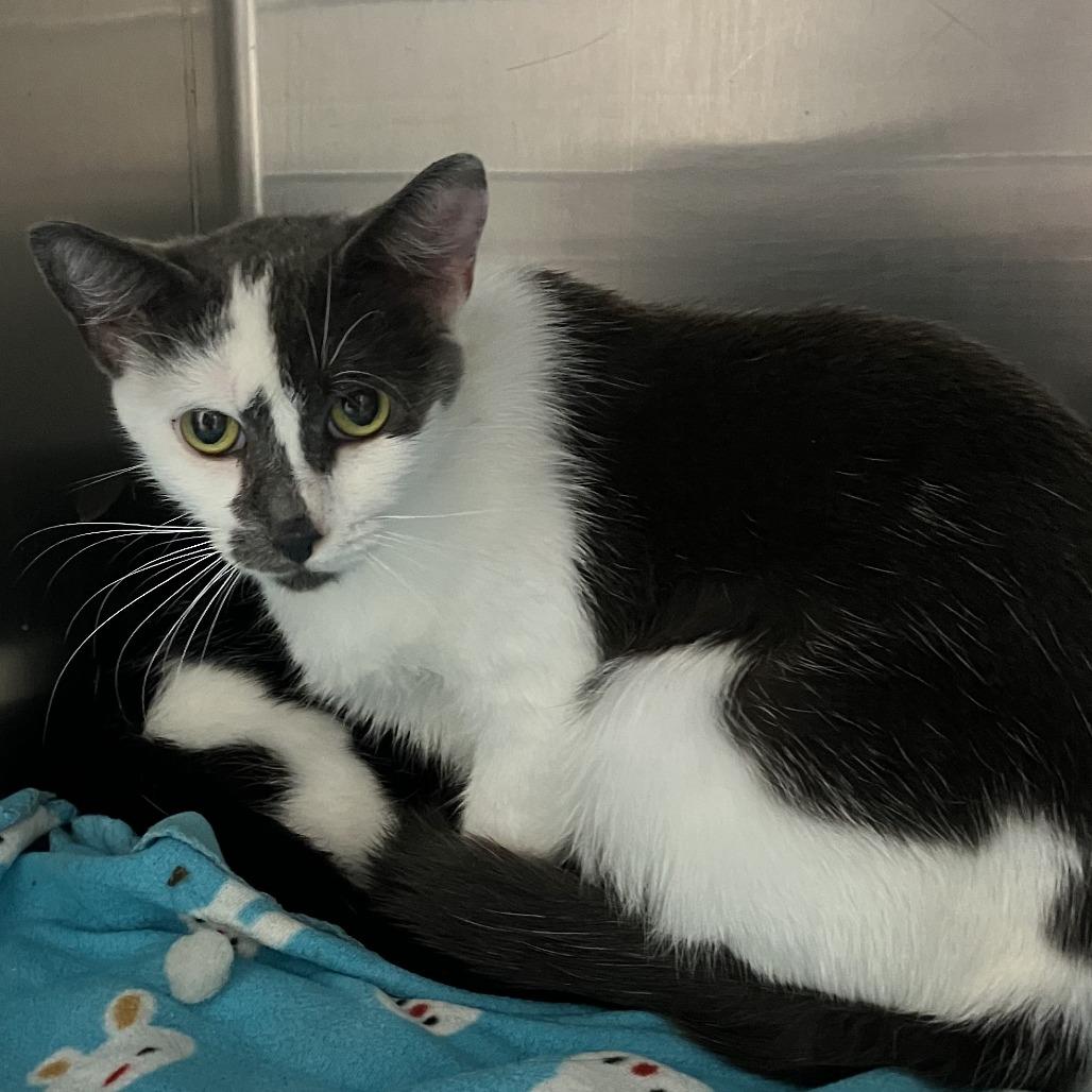 Pop Tart, Adoptable, Adult Female Domestic Short Hair.