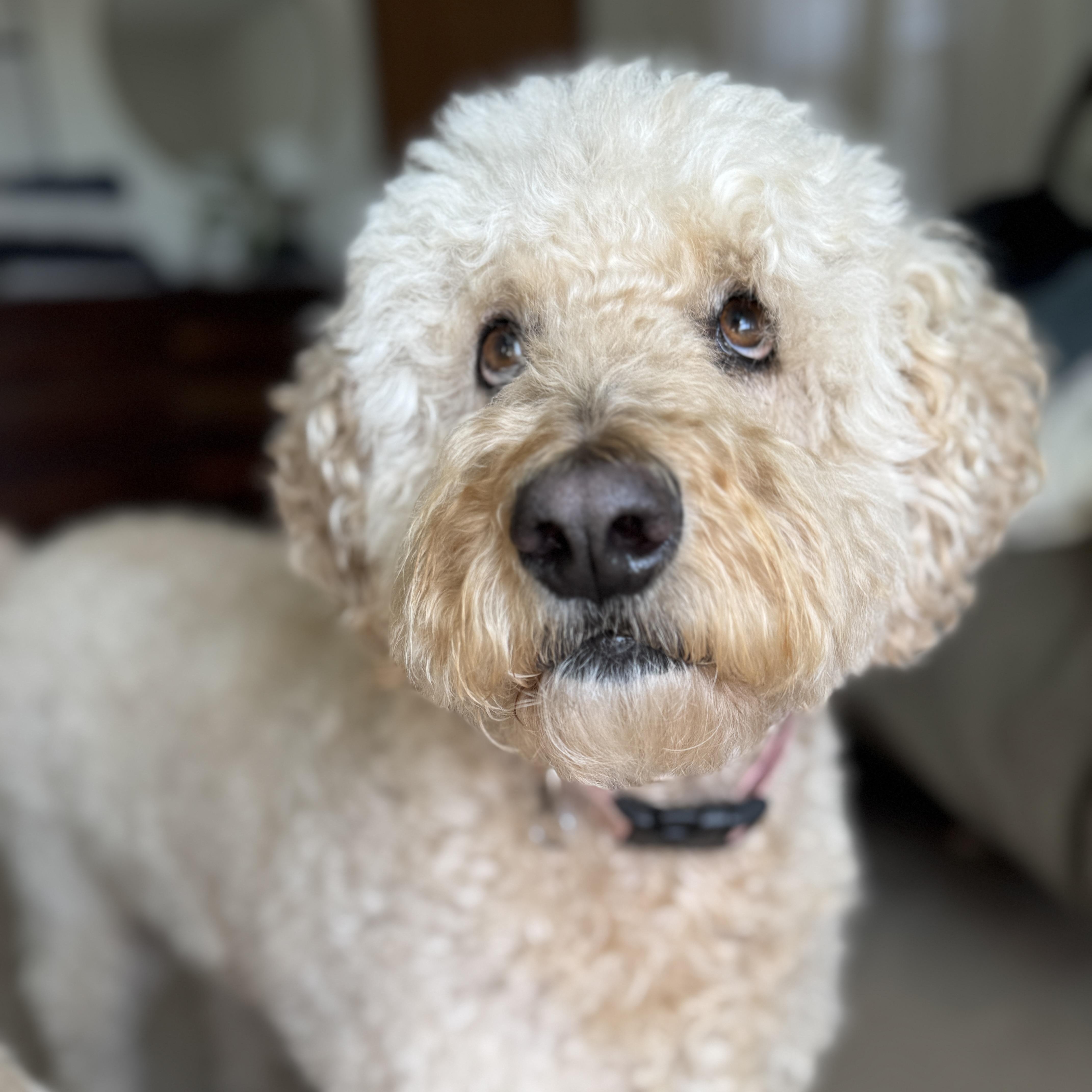 Enlarge CHARLI-MARYLAND, an adopted Goldendoodle in Woodbine, MD image 3/6
