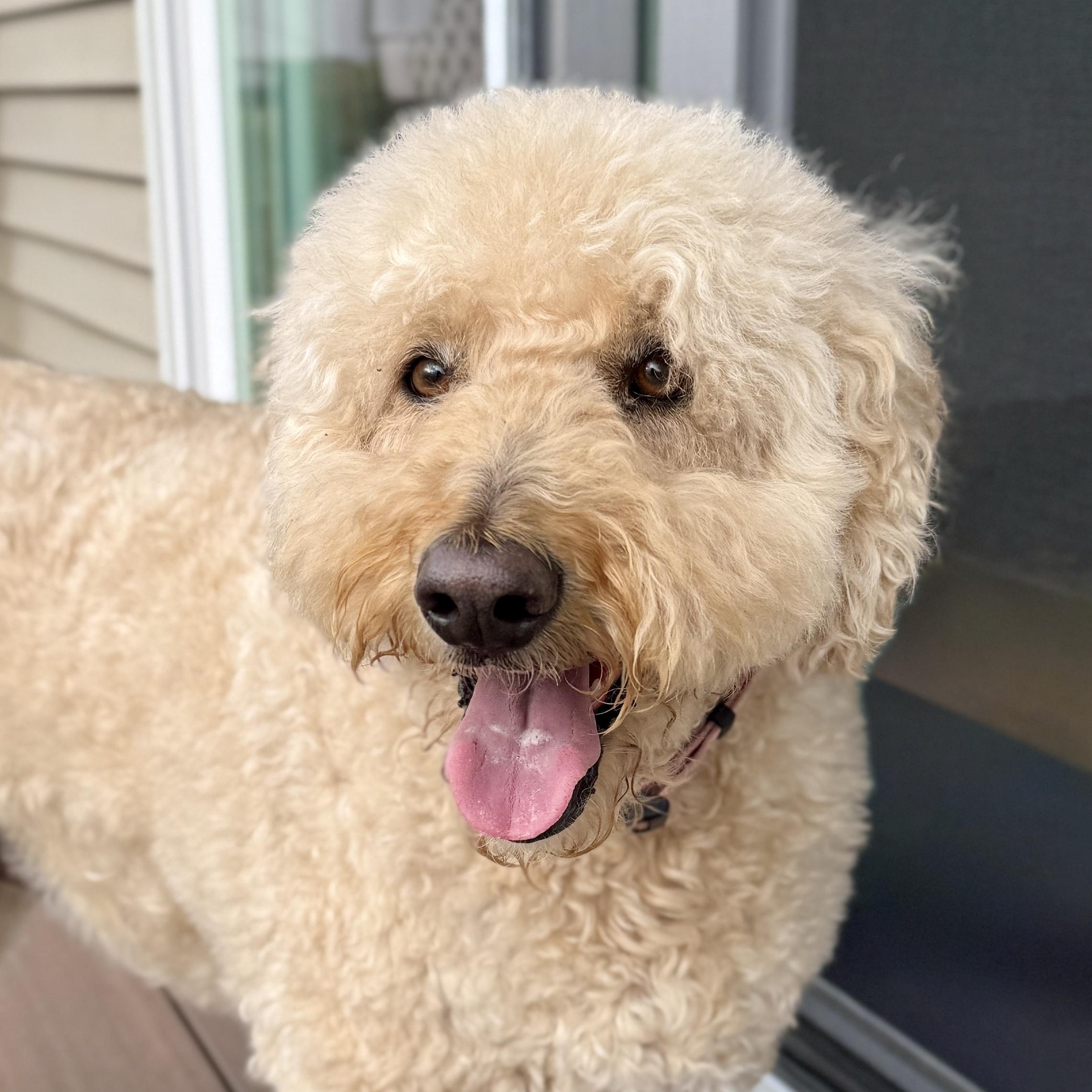 Enlarge CHARLI-MARYLAND, an adopted Goldendoodle in Woodbine, MD image 2/6