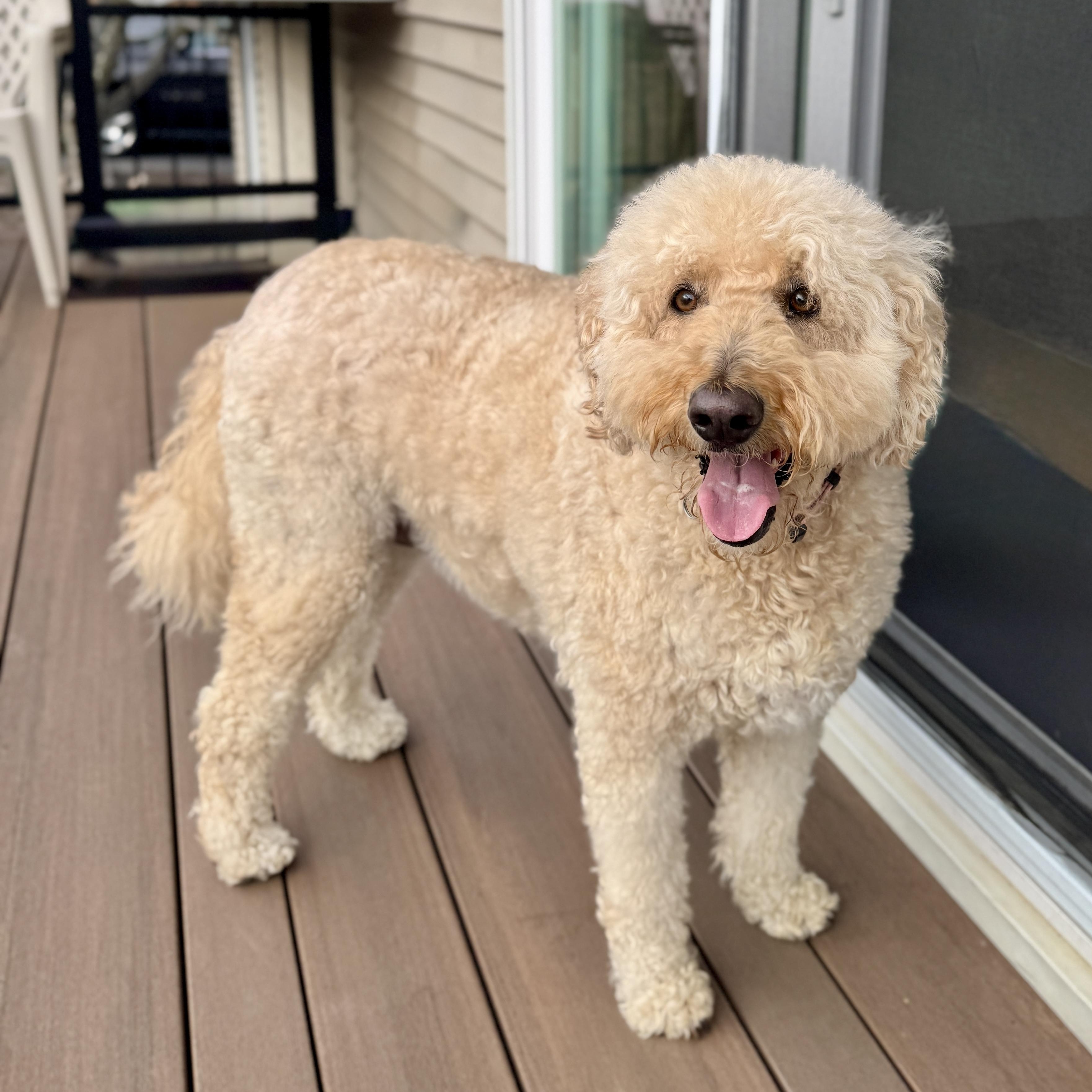 Enlarge CHARLI-MARYLAND, an adopted Goldendoodle in Woodbine, MD image 1/6