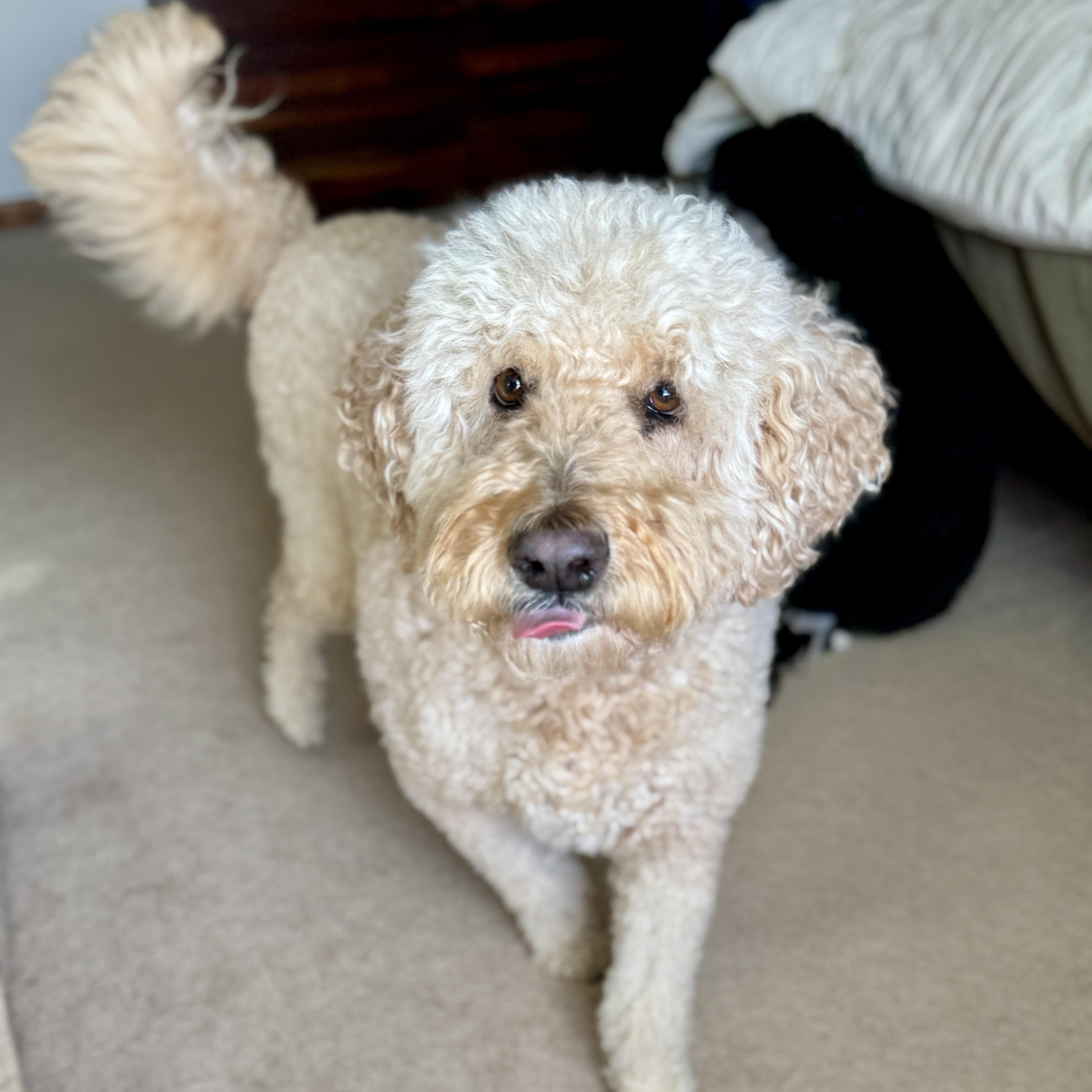 Enlarge CHARLI-MARYLAND, an adopted Goldendoodle in Woodbine, MD image 5/6