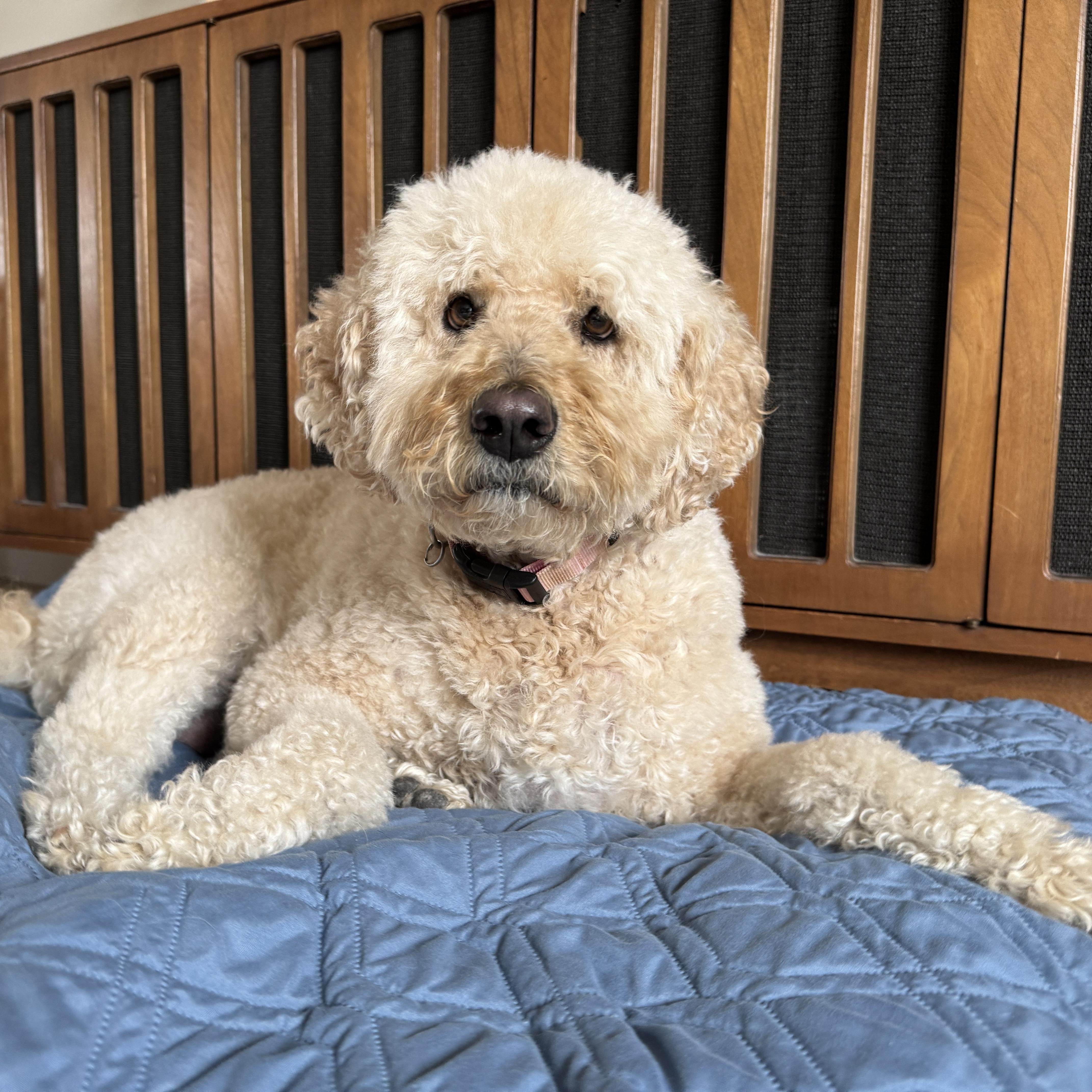 Enlarge CHARLI-MARYLAND, an adopted Goldendoodle in Woodbine, MD image 4/6