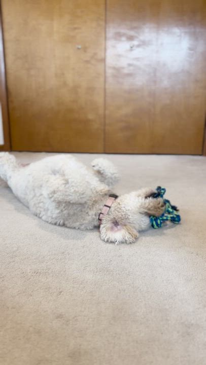 Enlarge CHARLI-MARYLAND, an adopted Goldendoodle in Woodbine, MD video 6/6