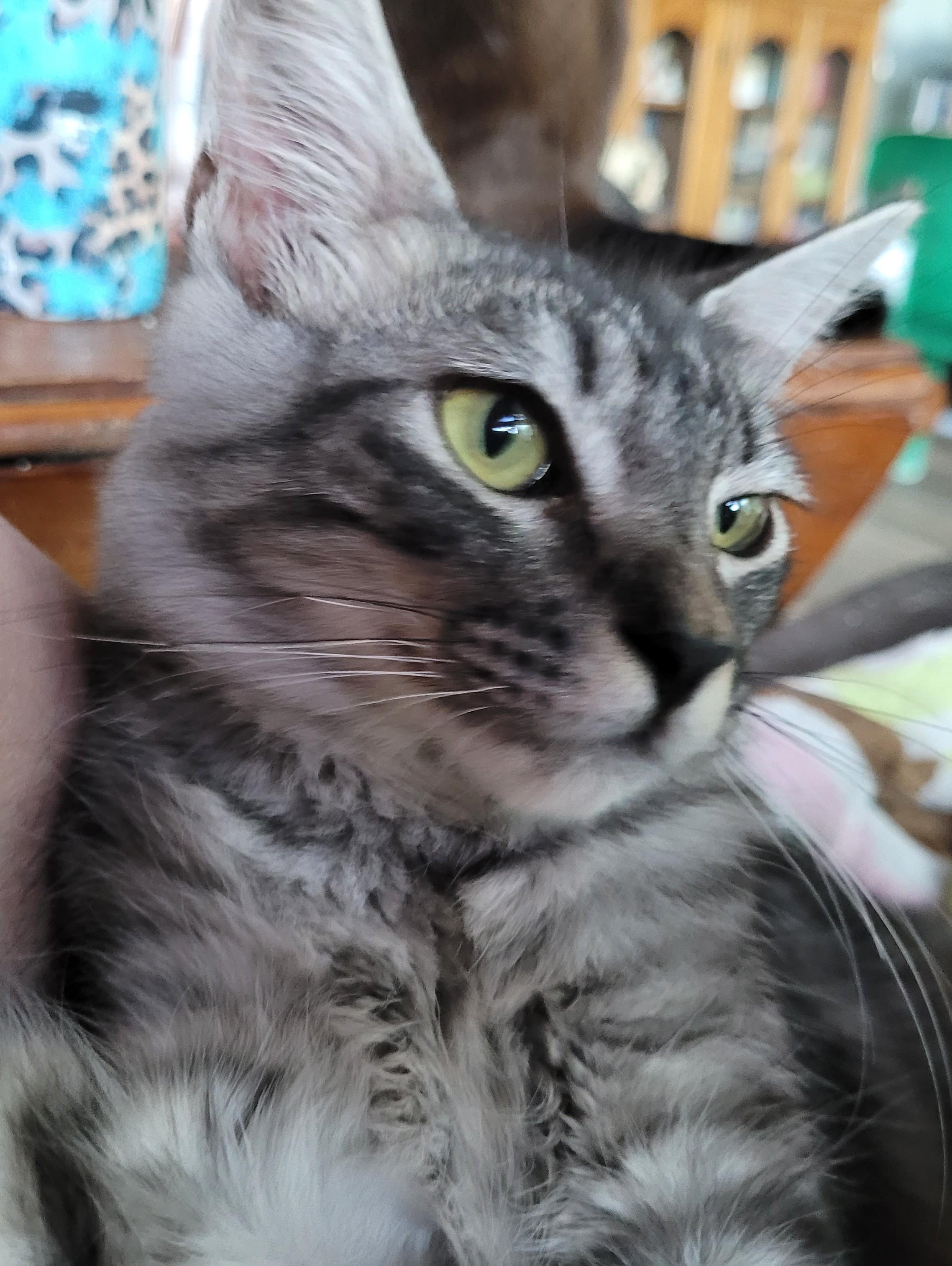 This Boone, as in Daniel Boone – A Strikingly handsome with a Big Heart, Adopted, Young Male Domestic Long Hair.