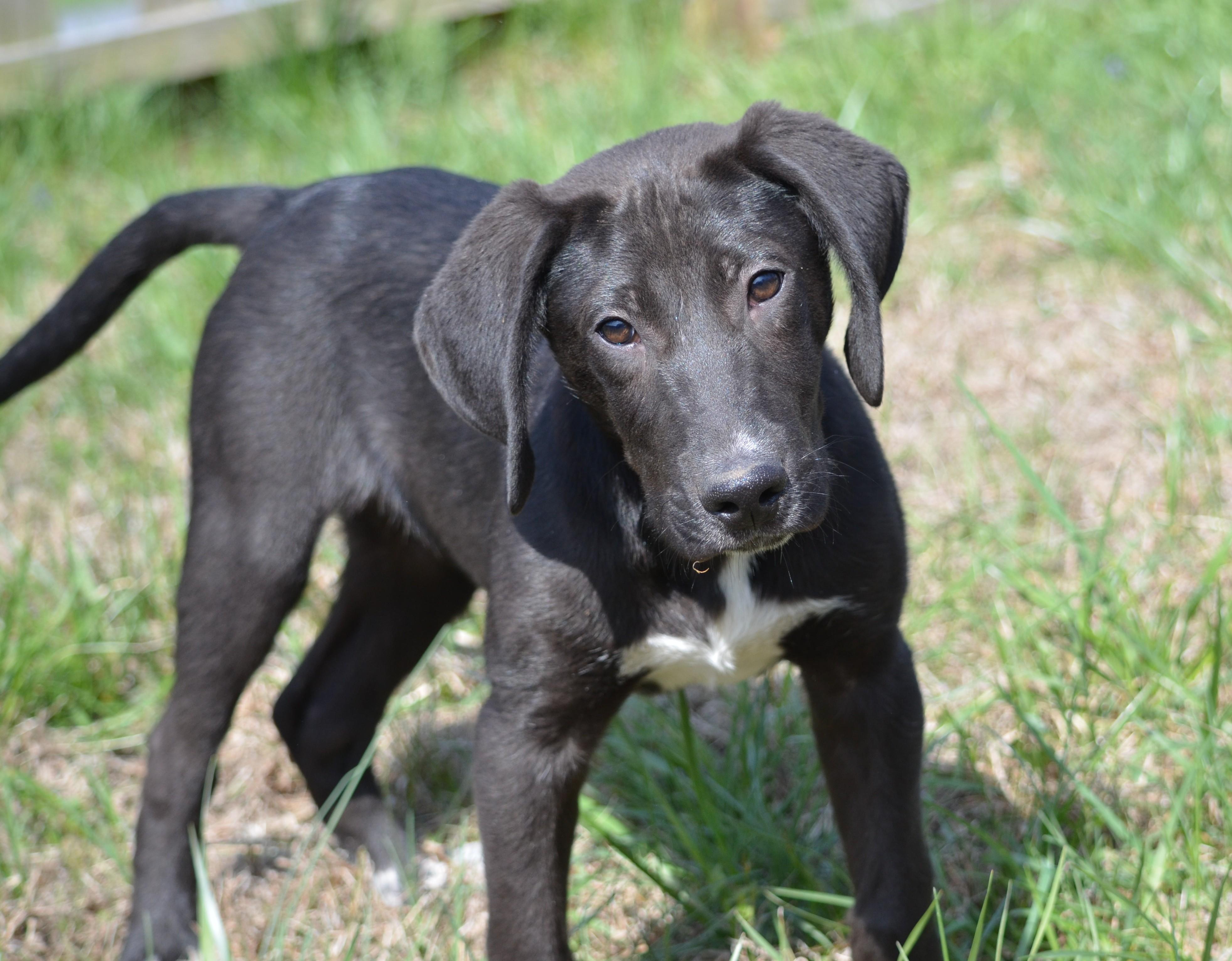 Mojo, ADOPTABLE, Puppy Male Hound.