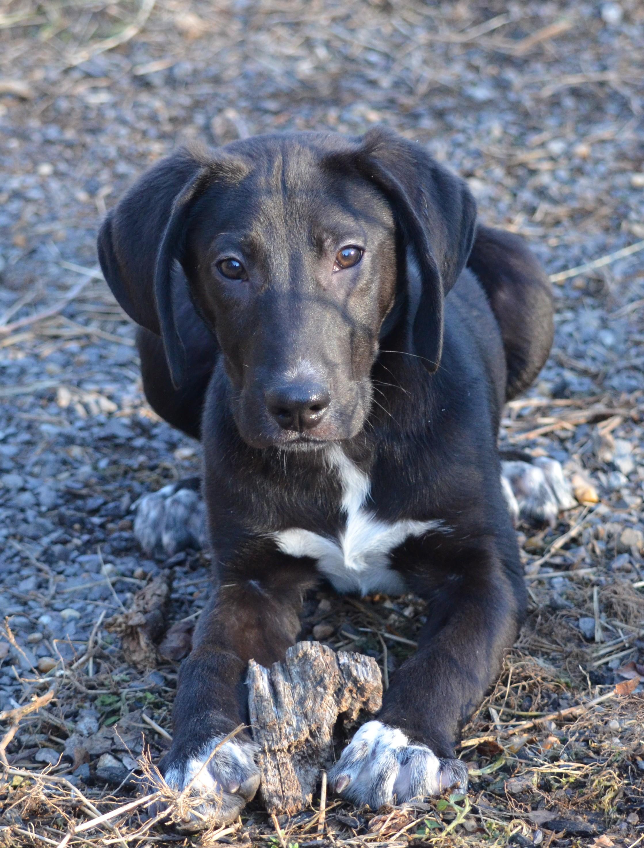 Enlarge Mojo, a ADOPTABLE mixed breed in Amissville, VA image 2/3