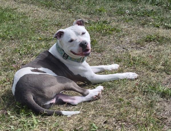 Rex, Adoptable, Adult Male Pit Bull Terrier.