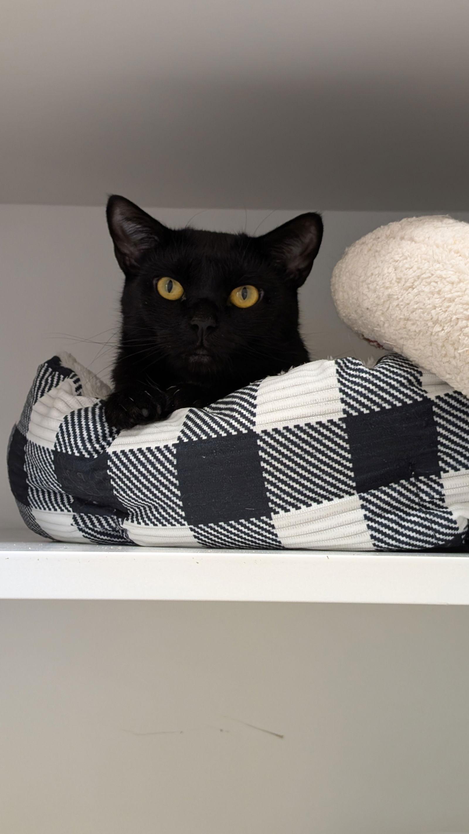 Tokyo, a Adoptable Domestic Short Hair in Columbus, OH image 1/3