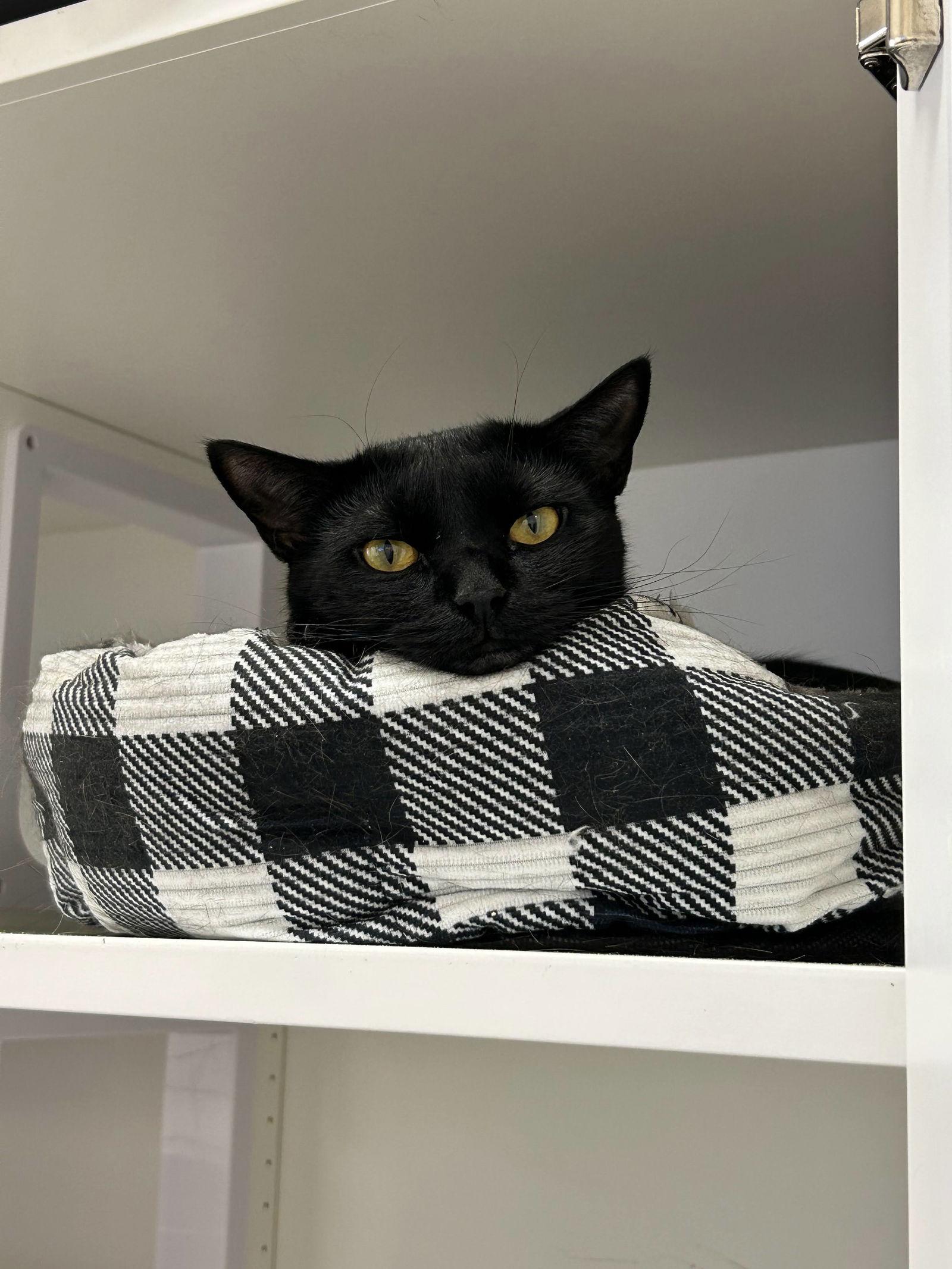 Tokyo, Adoptable, Adult Female Domestic Short Hair.