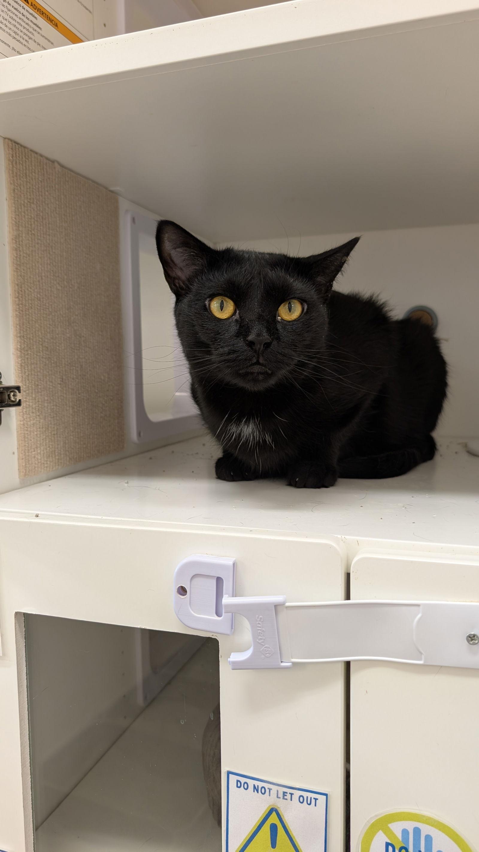 Tokyo, a Adoptable Domestic Short Hair in Columbus, OH image 3/3