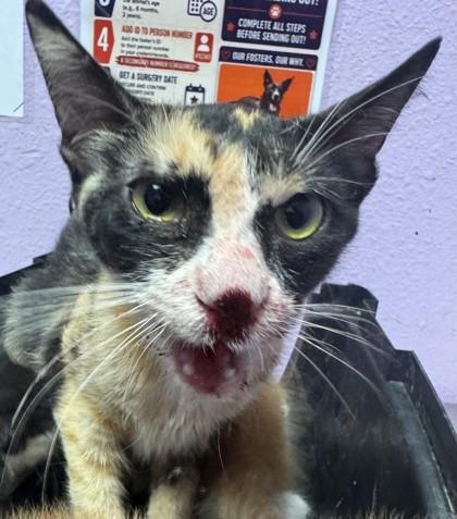 61620465, Adoptable, Kitten Female Domestic Short Hair.