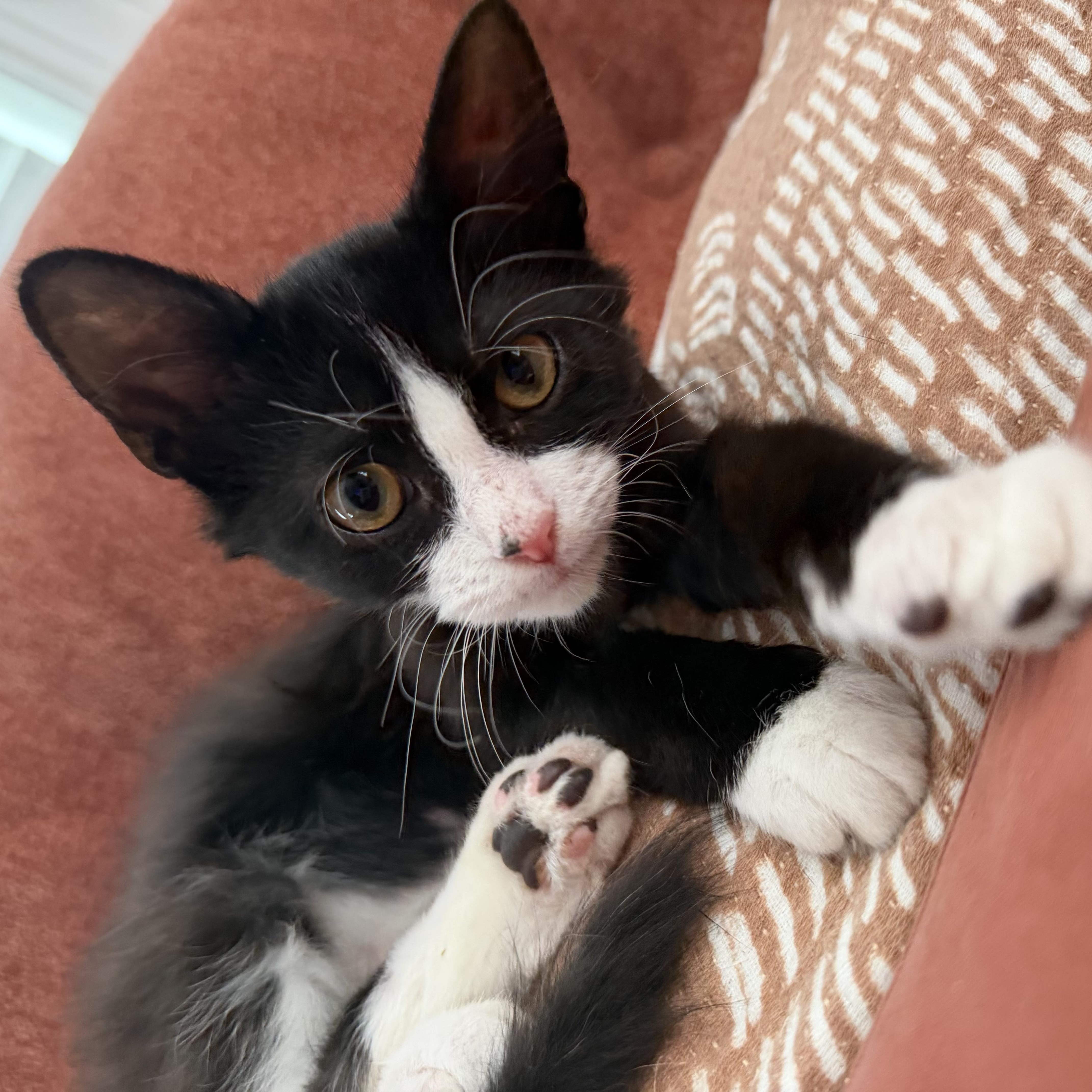 Santos, Adoptable, Kitten Female Domestic Long Hair & Maine Coon.