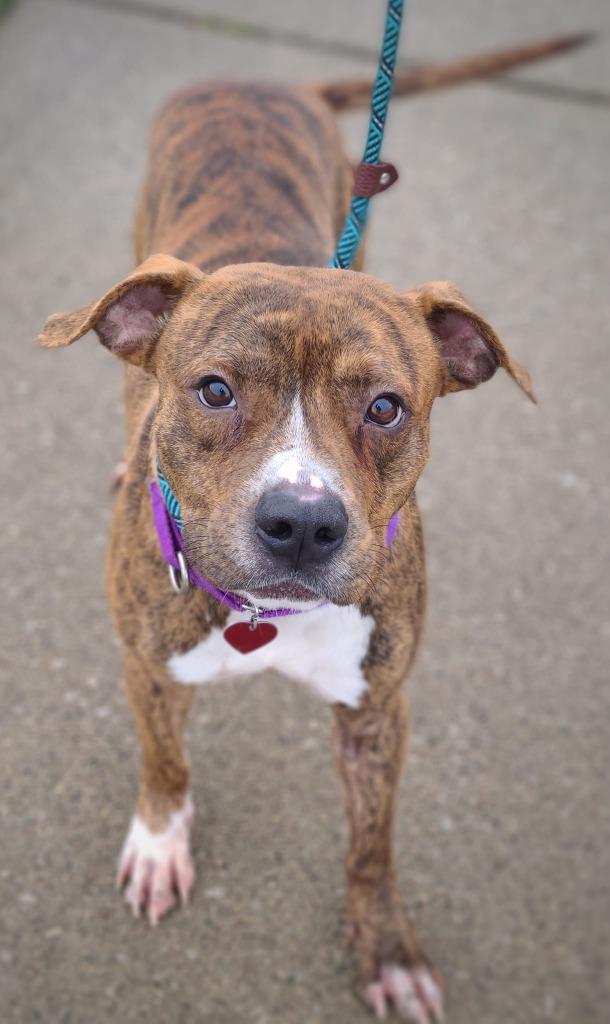 Enlarge Niko, a Adopted mixed breed in Warren, MI image 1/6