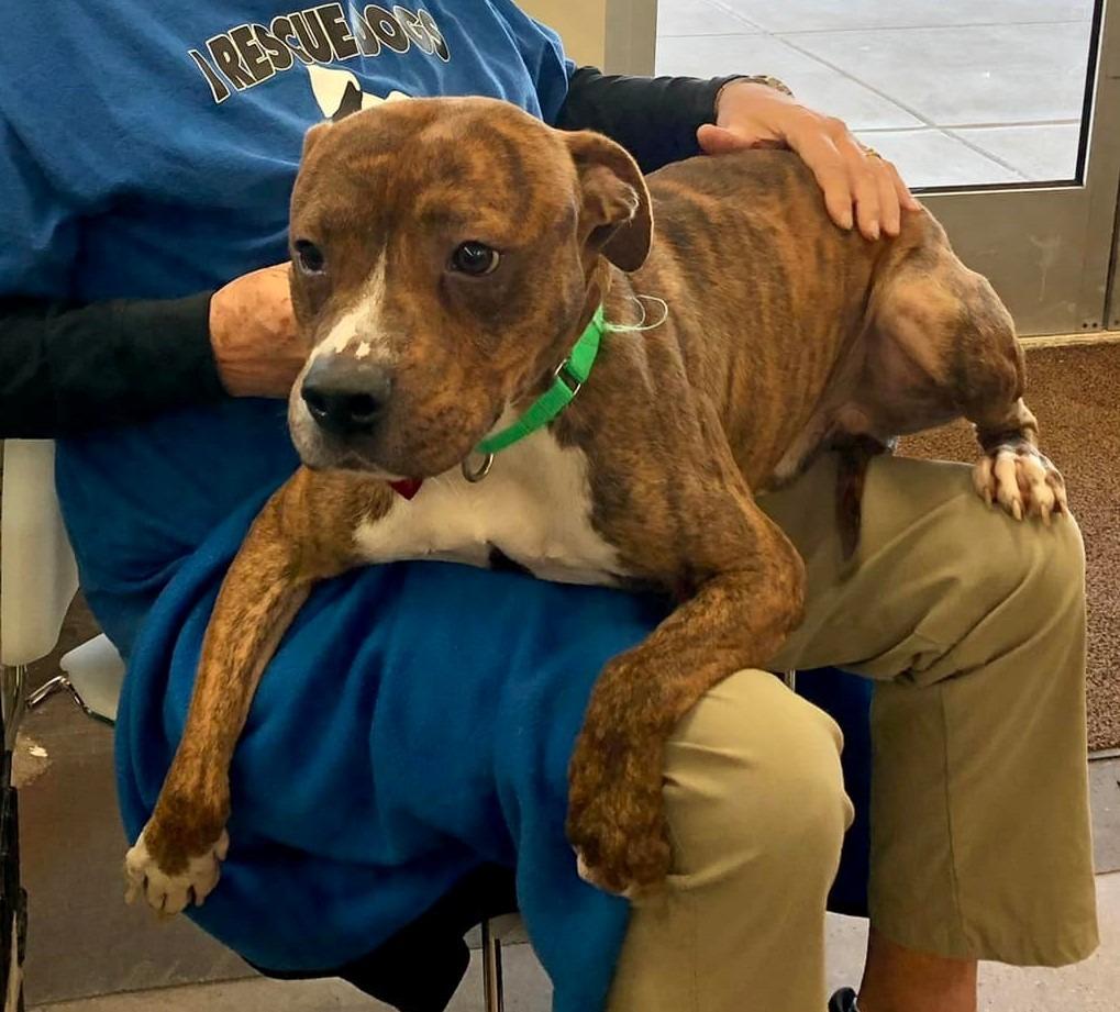 Enlarge Niko, a Adopted mixed breed in Warren, MI image 2/6