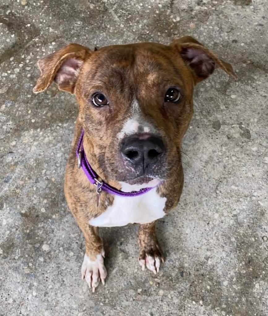 Enlarge Niko, a Adopted mixed breed in Warren, MI image 3/6