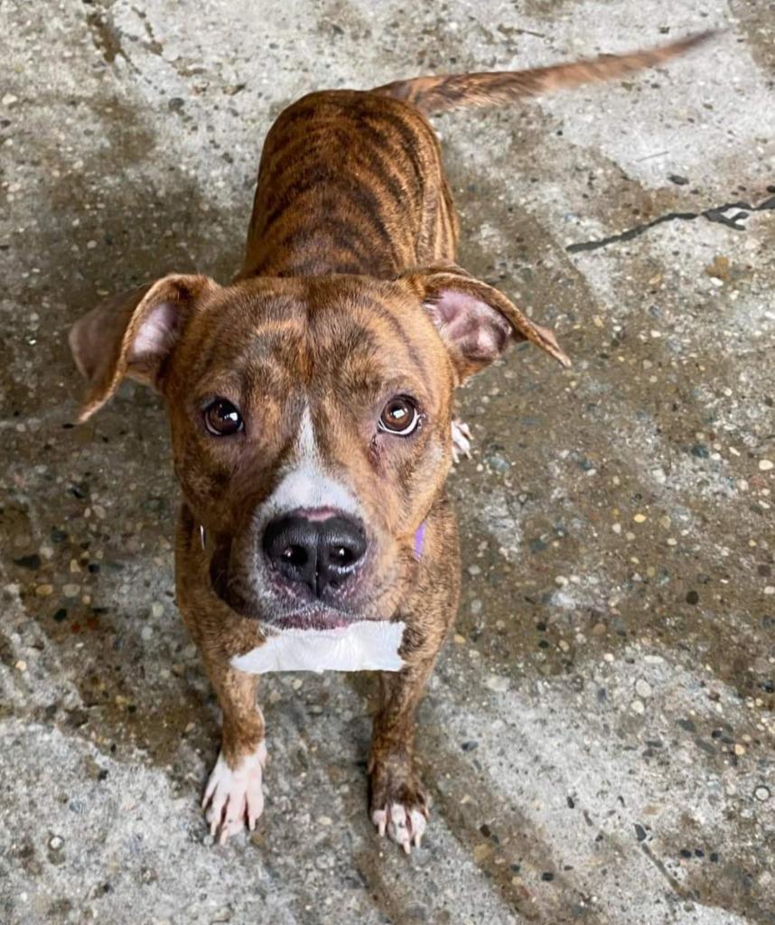 Enlarge Niko, a Adopted mixed breed in Warren, MI image 4/6