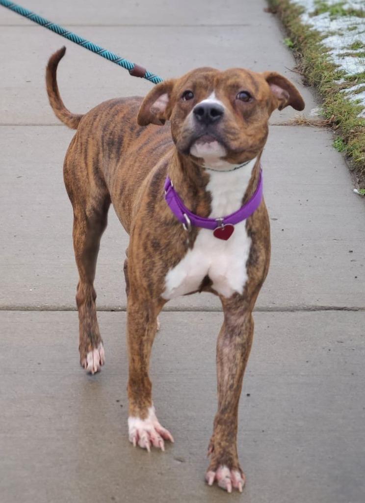 Enlarge Niko, a Adopted mixed breed in Warren, MI image 5/6
