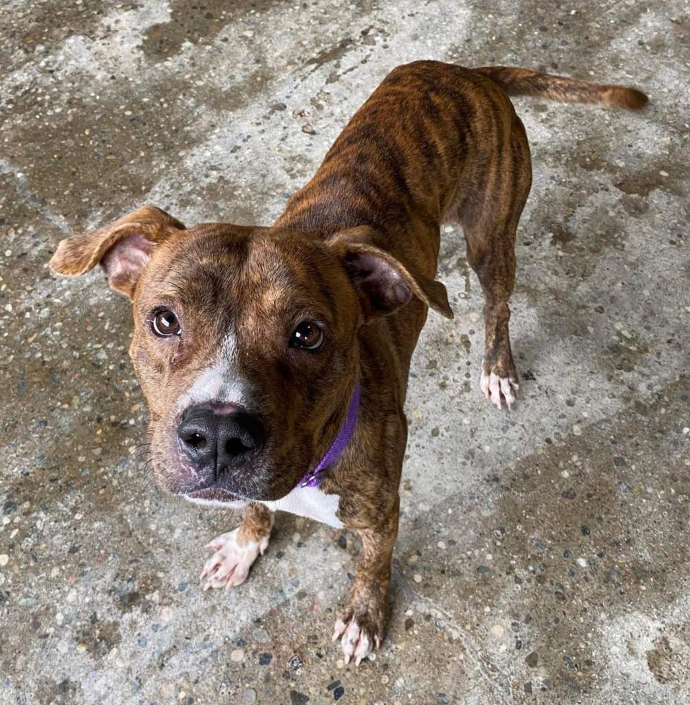 Enlarge Niko, a Adopted mixed breed in Warren, MI image 6/6