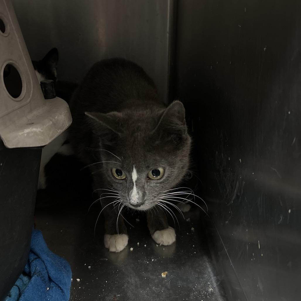 Enlarge Erin, a Adoptable Domestic Short Hair in Port Charlotte, FL image 1/3