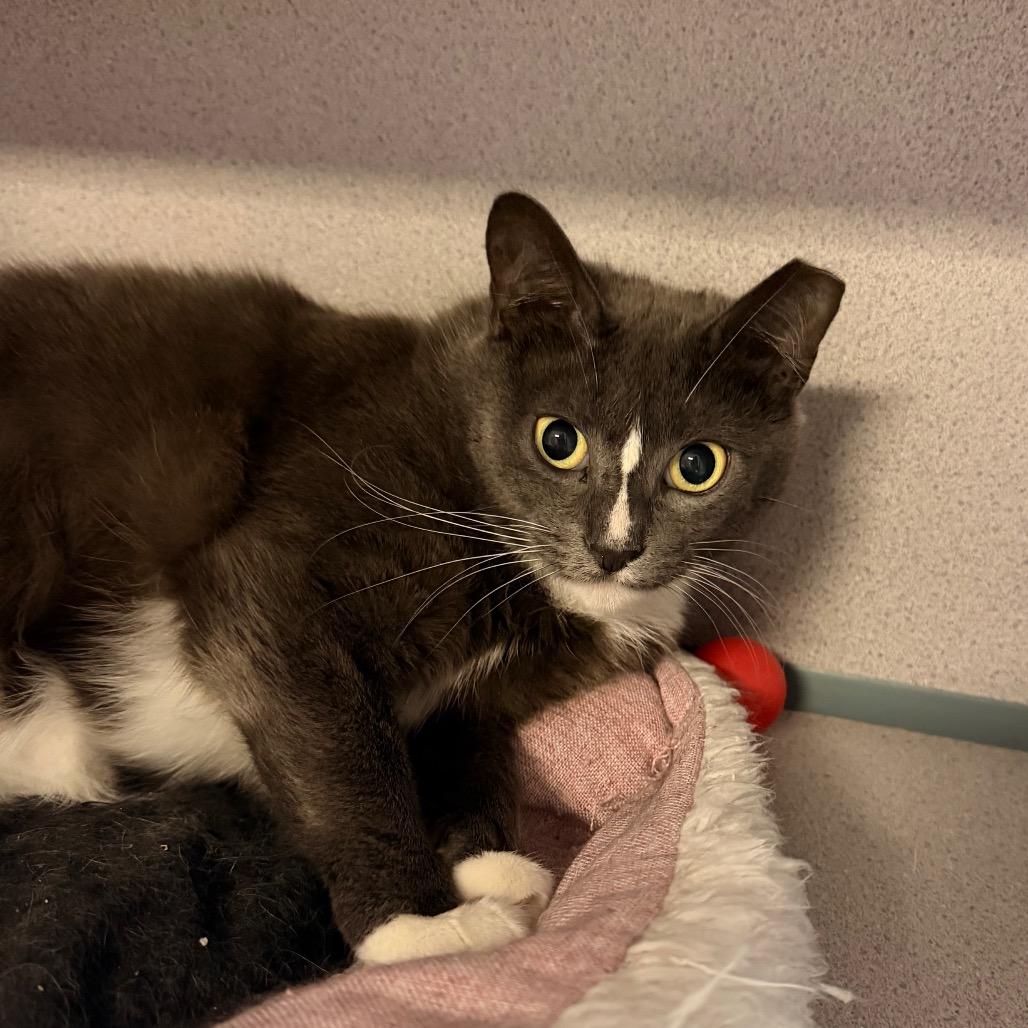 Enlarge Erin, a Adoptable Domestic Short Hair in Port Charlotte, FL image 2/3