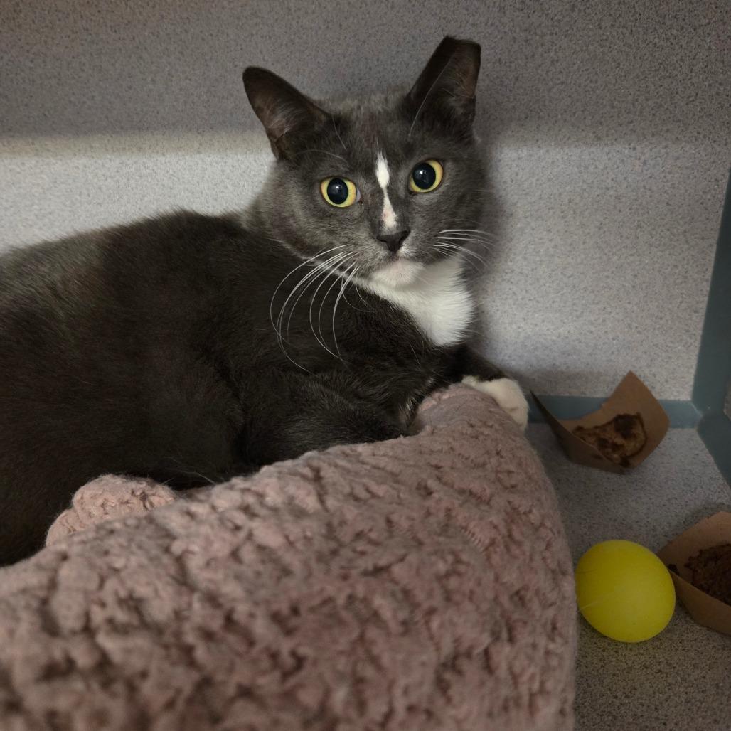 Enlarge Erin, a Adoptable Domestic Short Hair in Port Charlotte, FL image 3/4