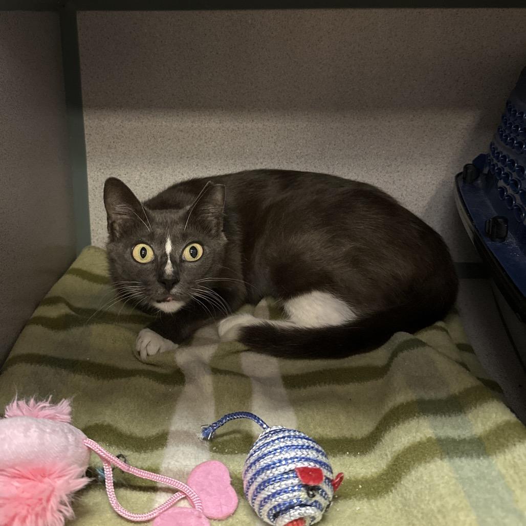 Enlarge Erin, a Adoptable Domestic Short Hair in Port Charlotte, FL image 3/3