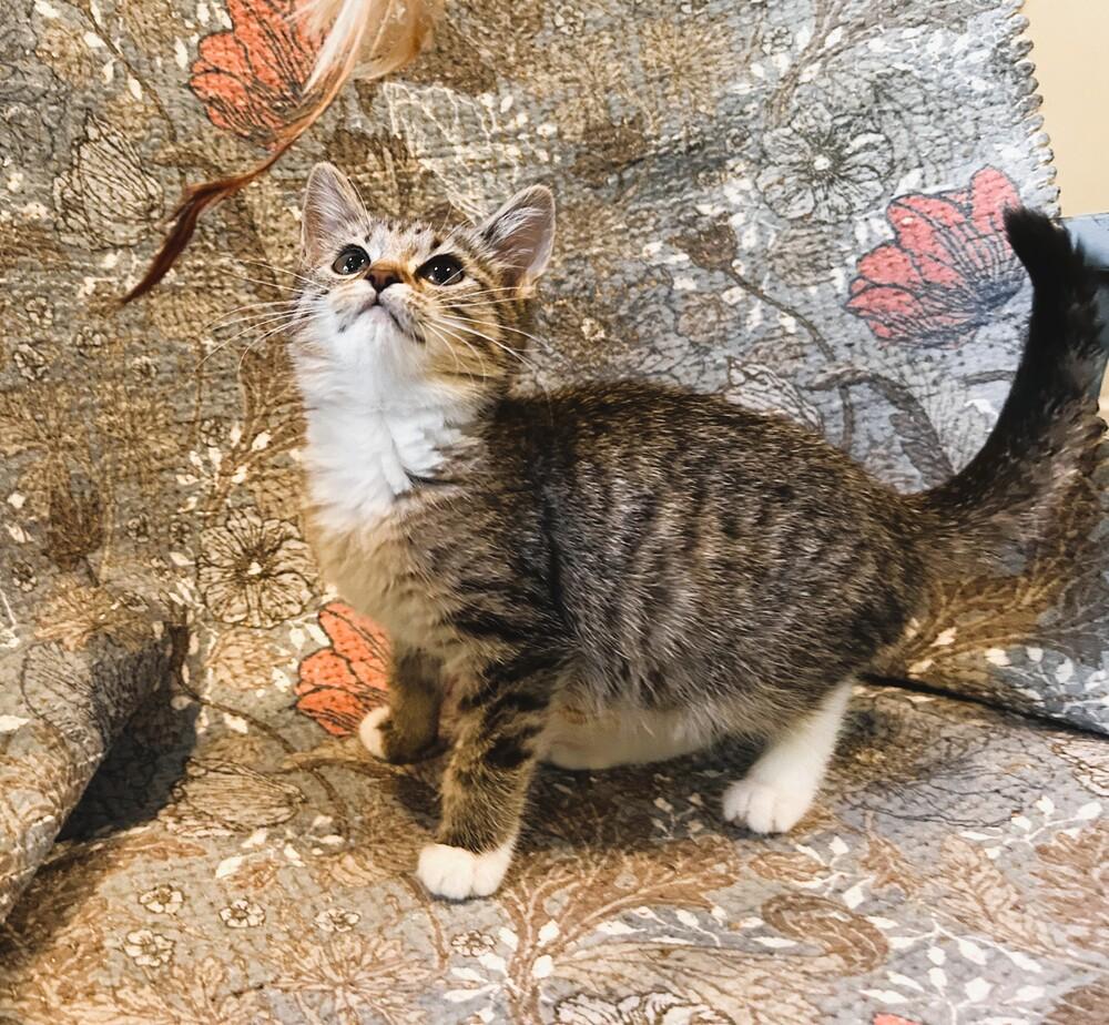 Julia, Adoptable, Kitten Female Domestic Short Hair.