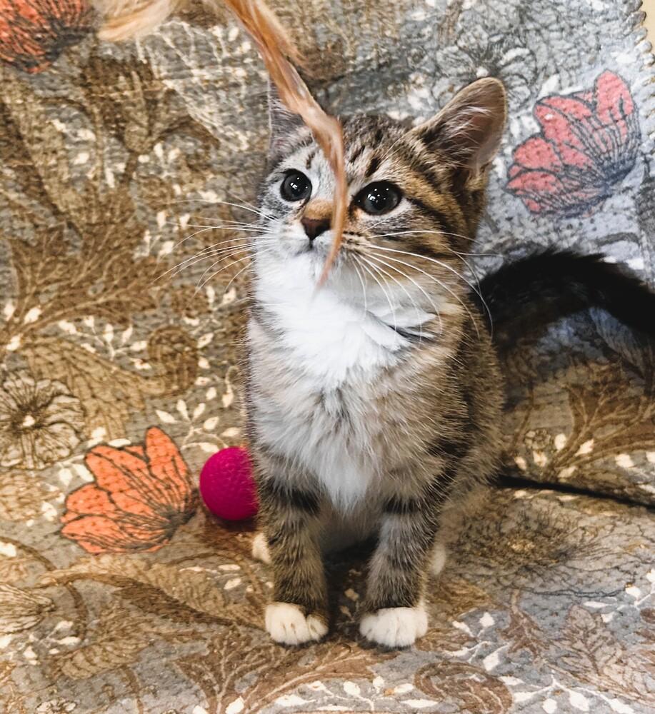 Enlarge Julia, a Adoptable Domestic Short Hair in Mooresville, NC image 2/4