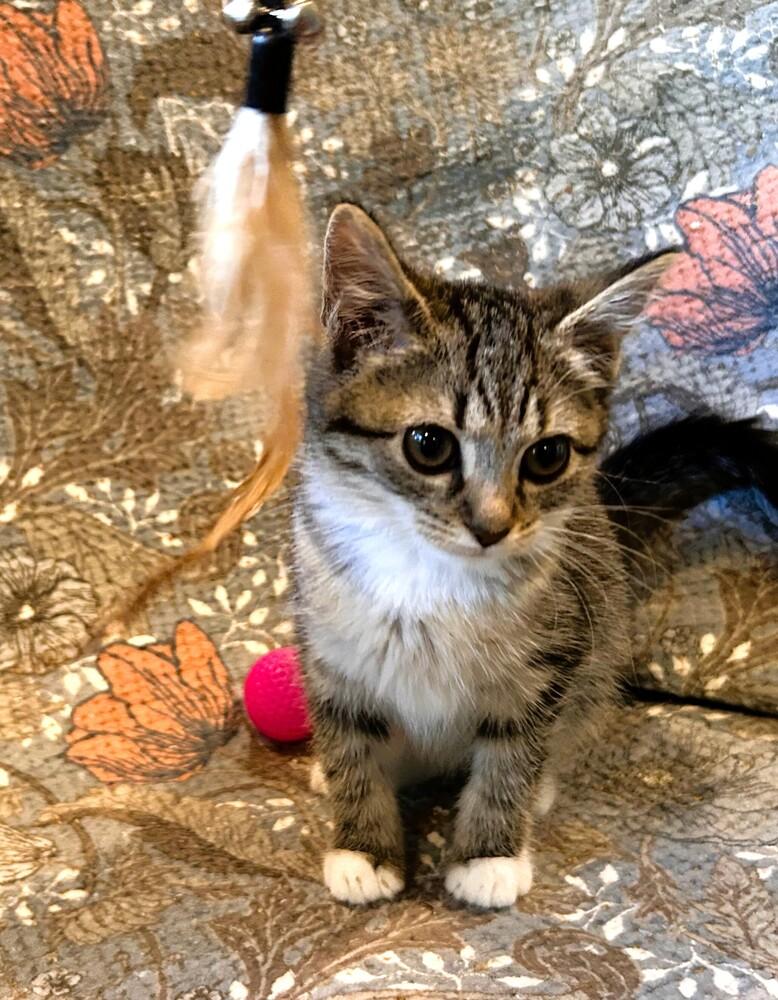 Enlarge Julia, a Adoptable Domestic Short Hair in Mooresville, NC image 3/4