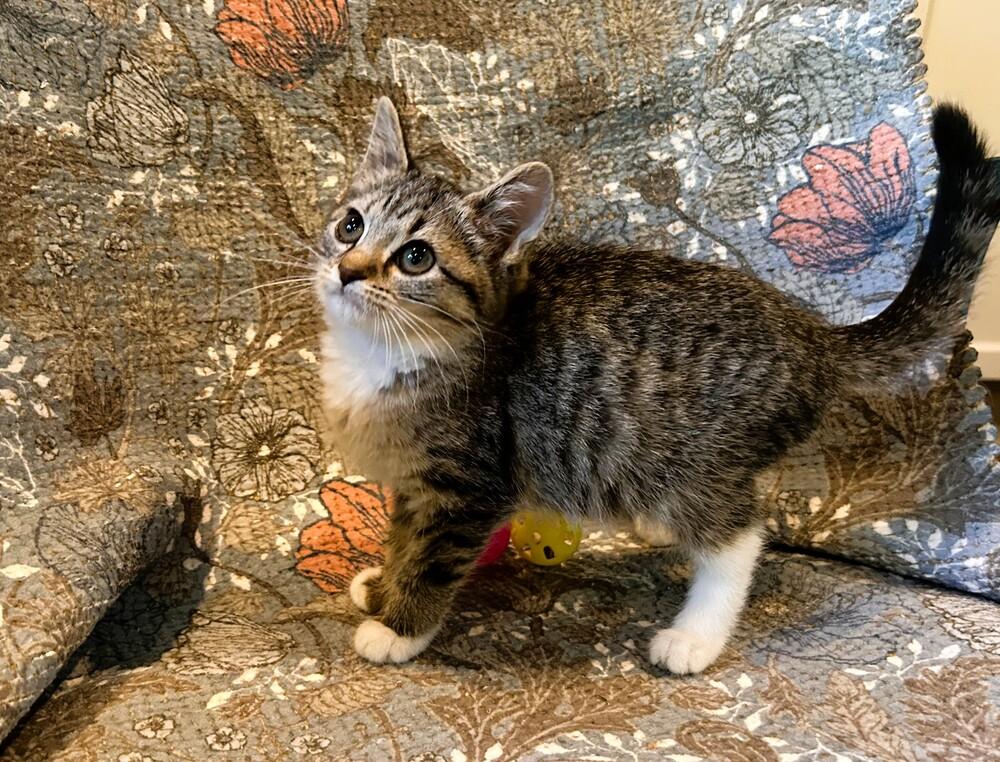Enlarge Julia, a Adoptable Domestic Short Hair in Mooresville, NC image 4/4