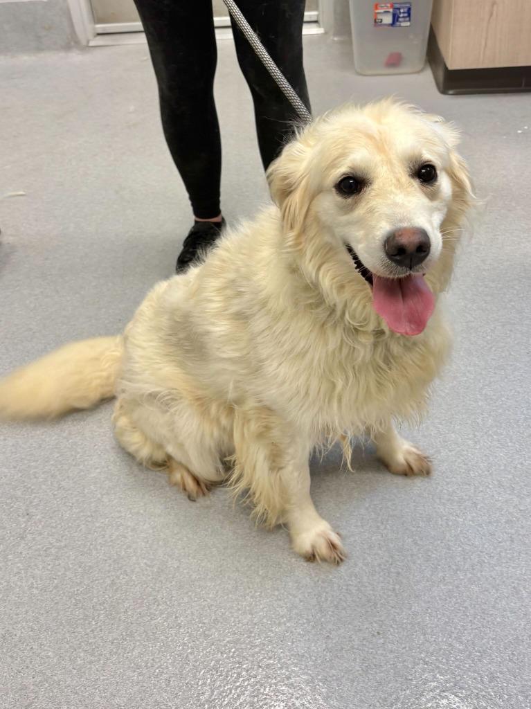Enlarge Sugar, a Adoptable Golden Retriever in Chillicothe, OH image 1/1