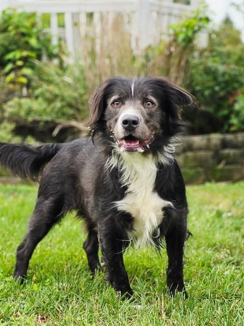 Enlarge GIBSON, a Adoptable mixed breed in Statesville, NC image 1/1