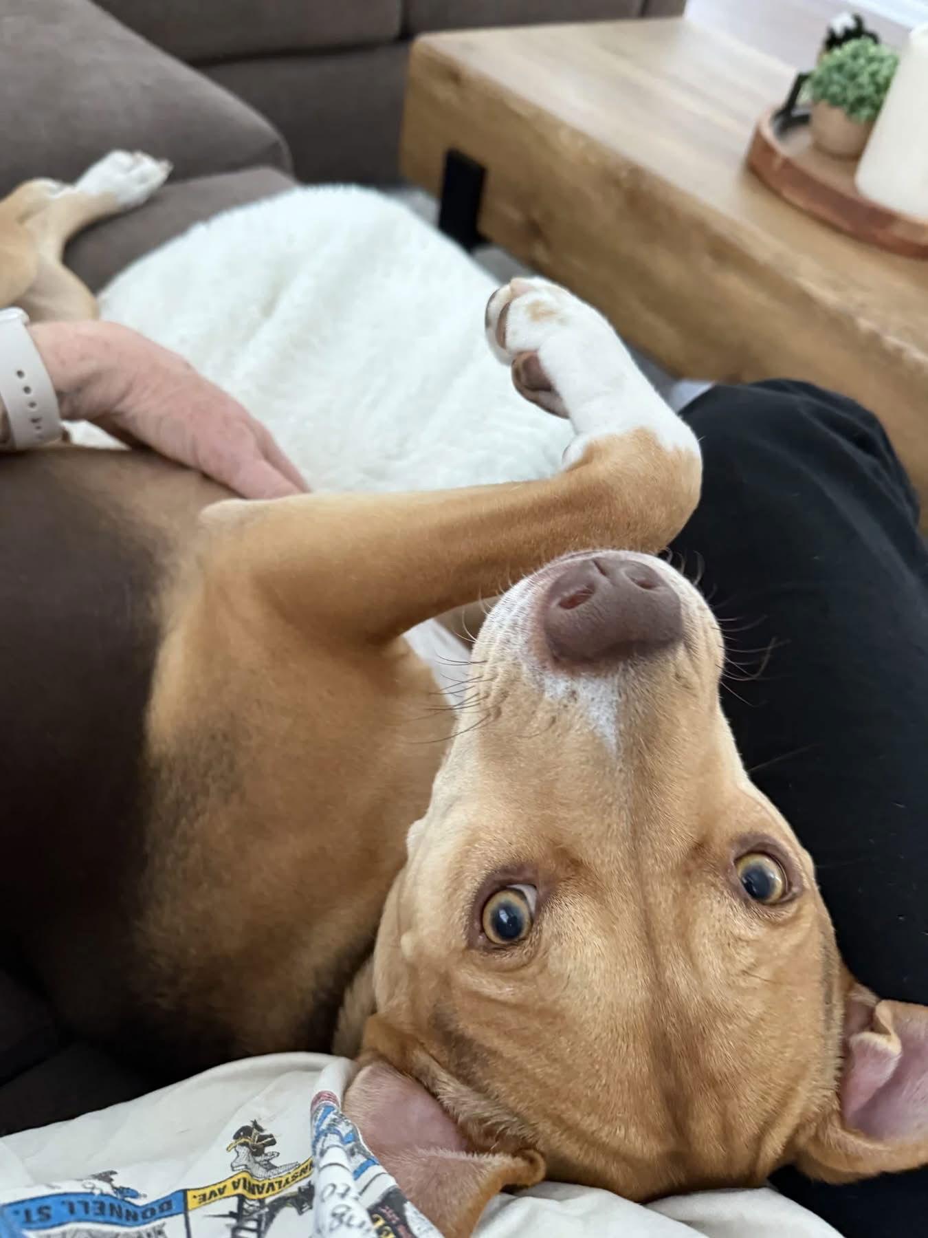 Hazel, Adopted, Adult Female Hound & American Bulldog.