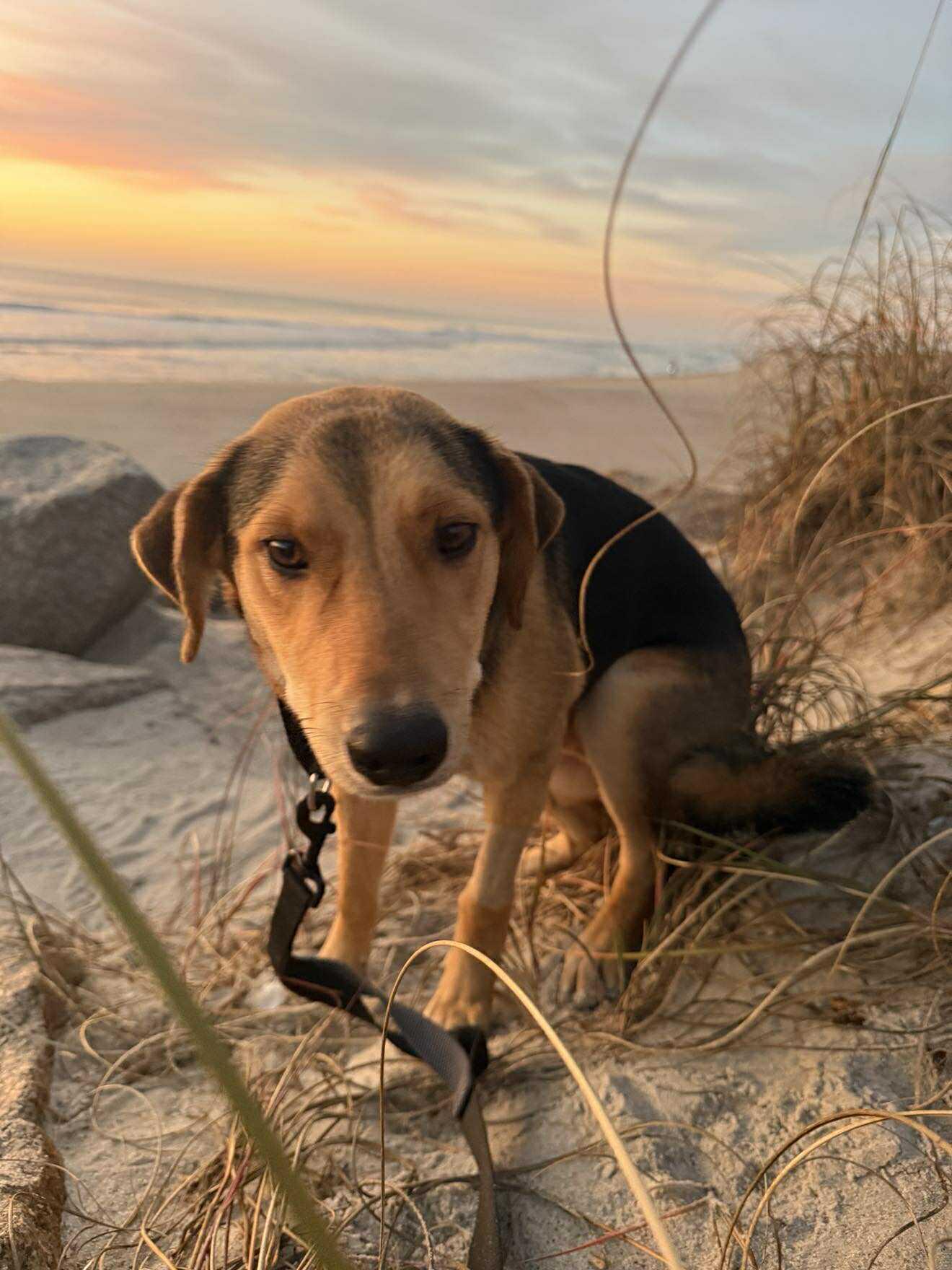 Enlarge Max, an adopted mixed breed in Mount Holly, NJ image 3/6