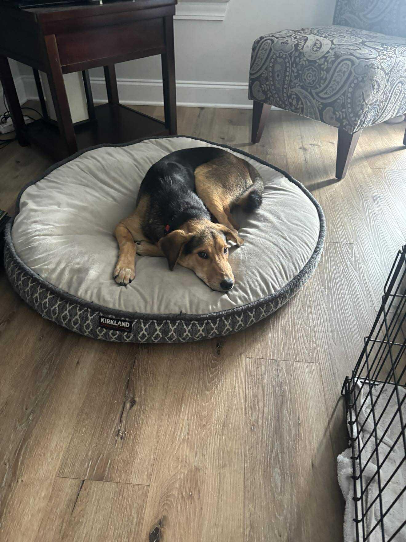 Enlarge Max, an adopted mixed breed in Mount Holly, NJ image 5/6