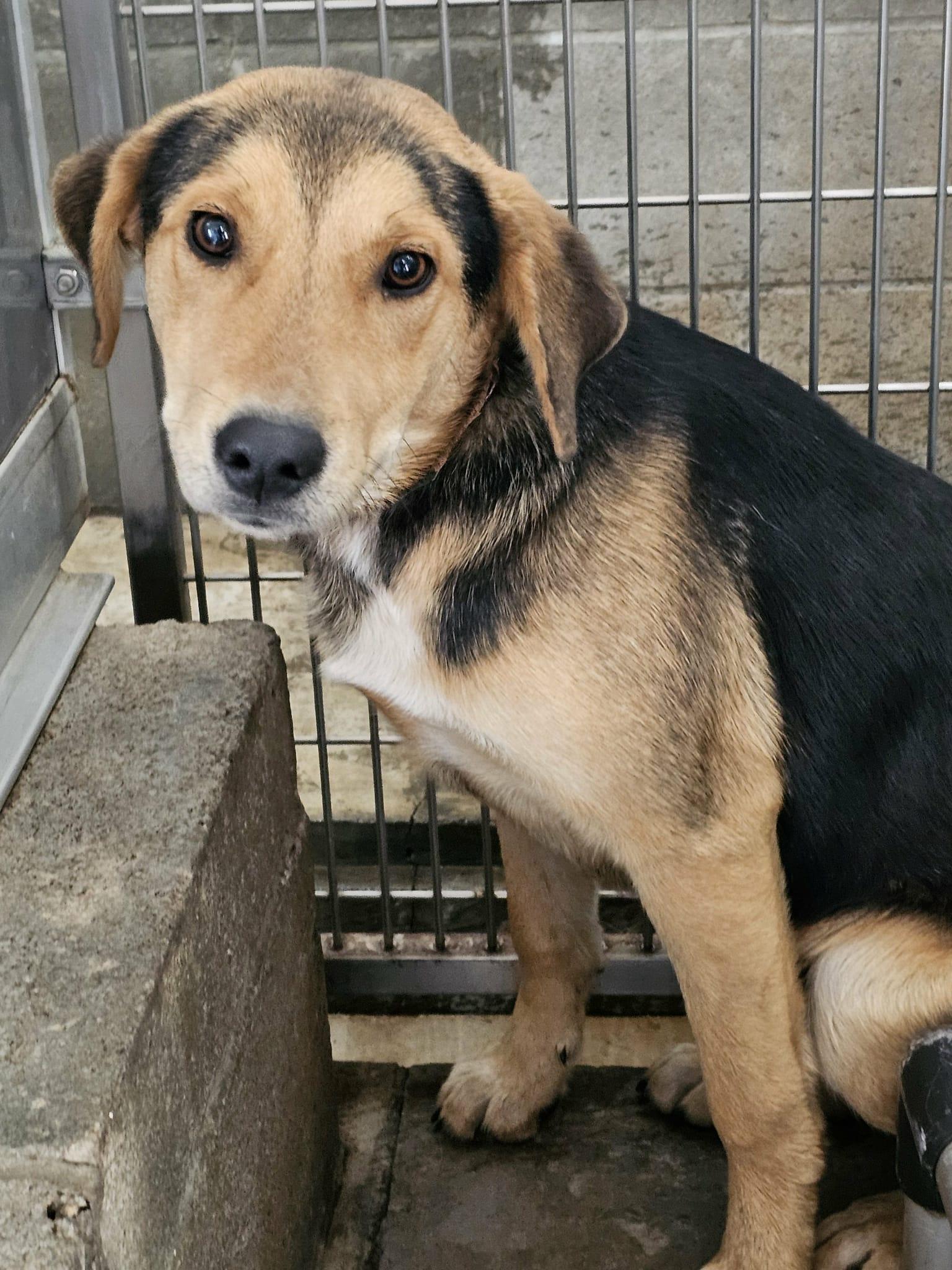 Enlarge Max, an adopted mixed breed in Mount Holly, NJ image 2/6