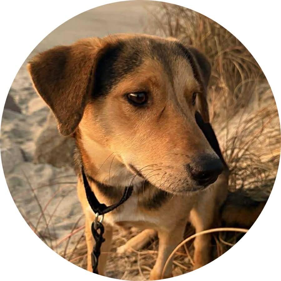 Max, ADOPTABLE, Adult Male Hound.