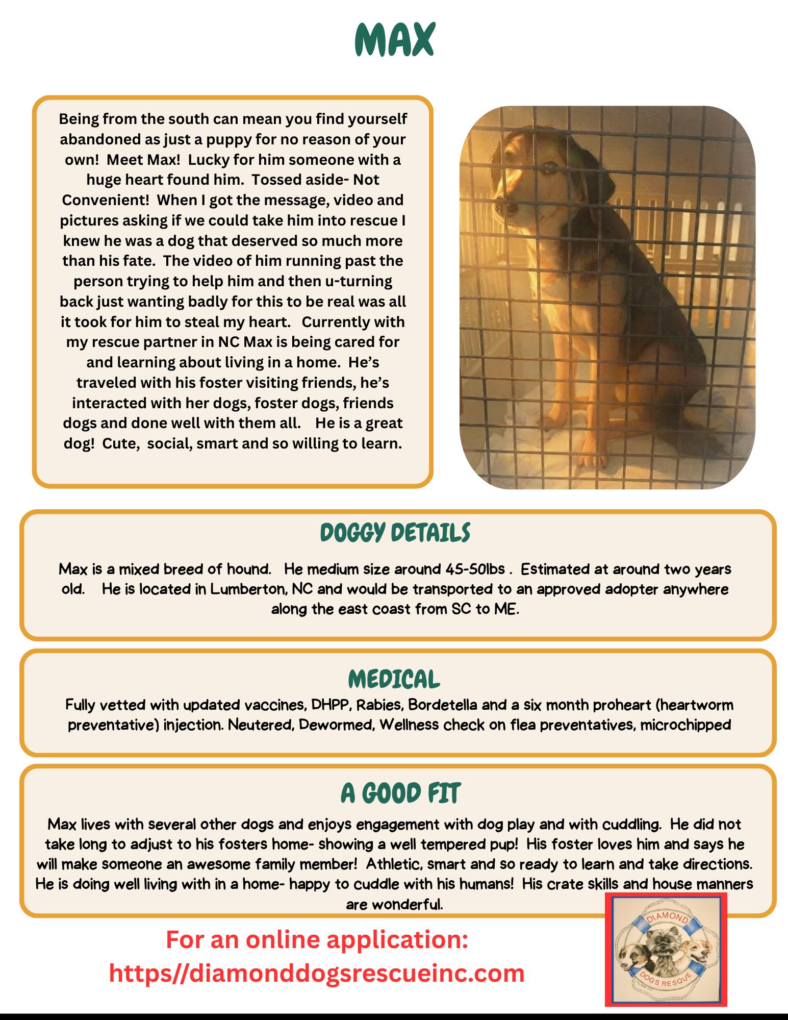 Enlarge Max, an adopted mixed breed in Mount Holly, NJ image 6/6