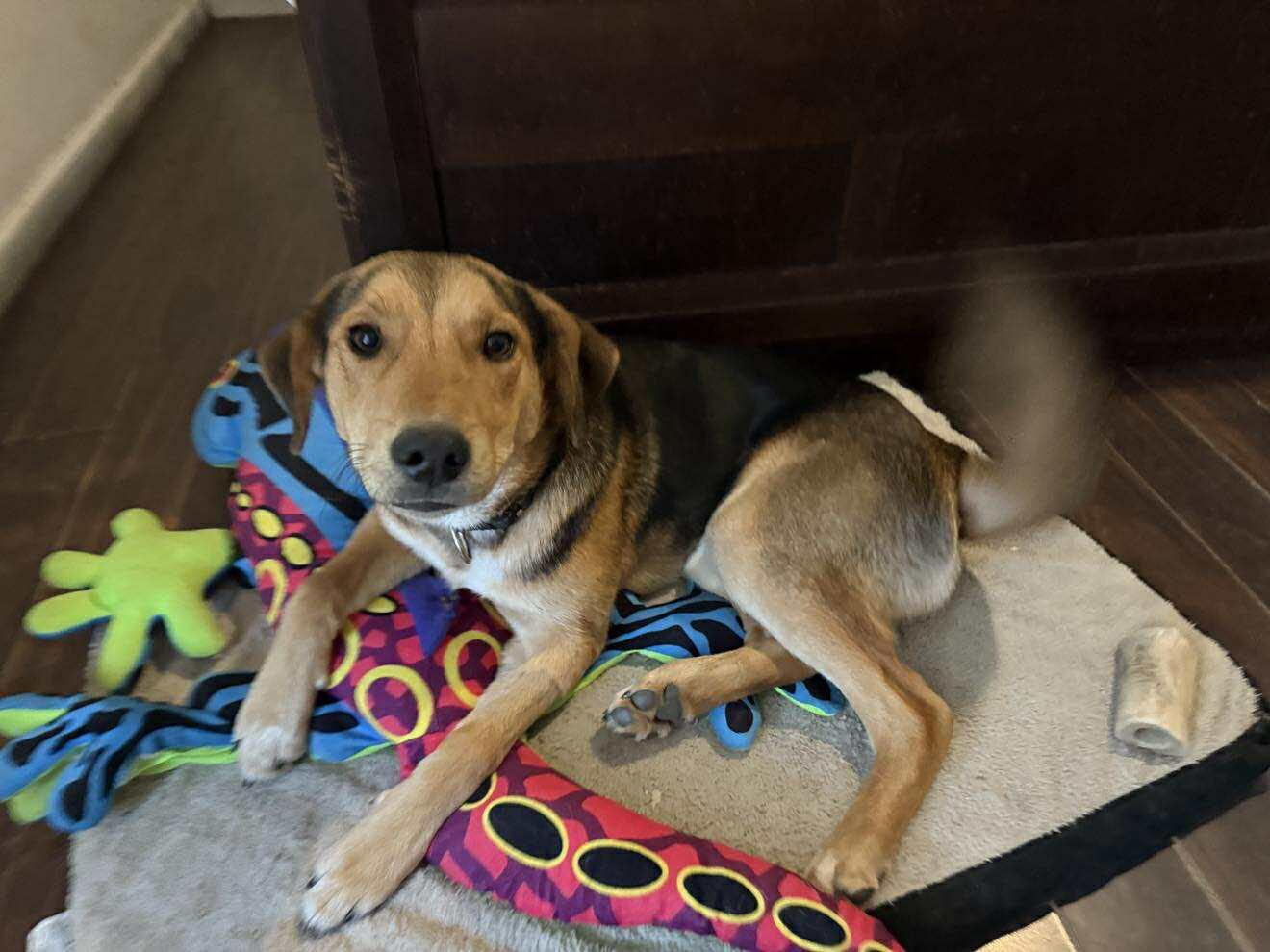 Enlarge Max, an adopted mixed breed in Mount Holly, NJ image 4/6