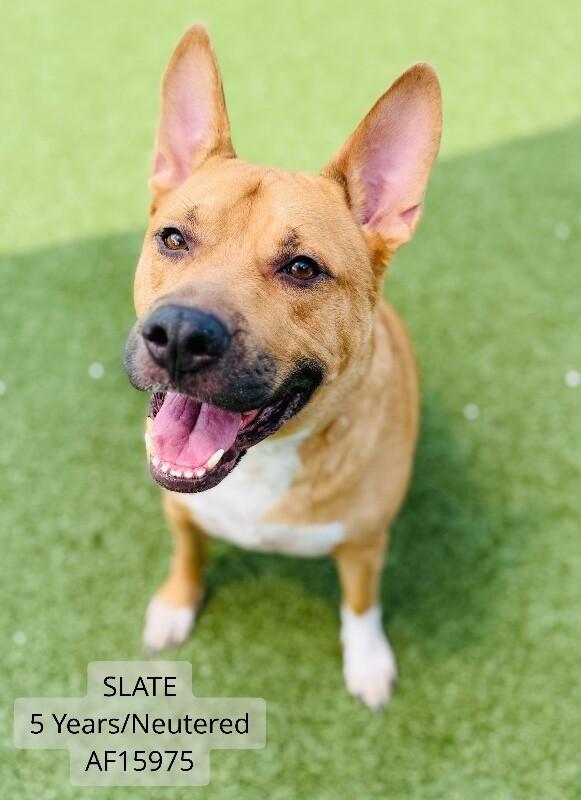 Slate, Adoptable, Adult Male Shepherd & Mixed Breed.