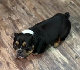 Enlarge Sushi, a ADOPTABLE American Bully in Longwood, FL image 1/4