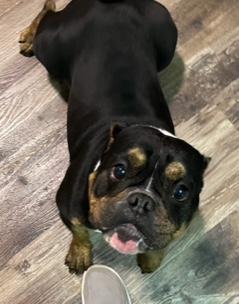 Enlarge Sushi, a ADOPTABLE American Bully in Longwood, FL image 2/4