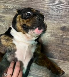 Enlarge Sushi, a ADOPTABLE American Bully in Longwood, FL image 3/4