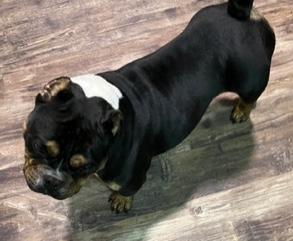 Enlarge Sushi, a ADOPTABLE American Bully in Longwood, FL image 4/4