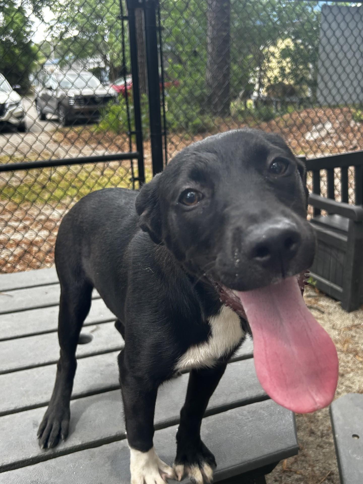 Enlarge Primrose, an adopted Mixed Breed in Georgetown, SC image 1/1