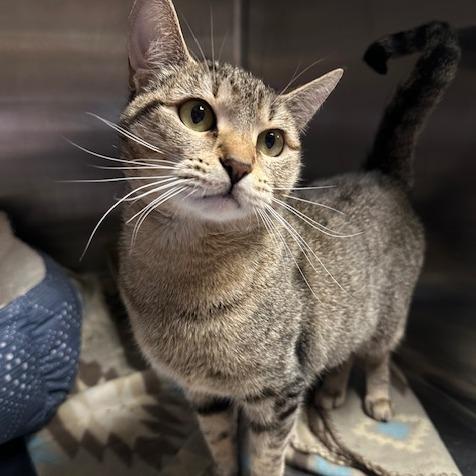 Limon, Adoptable, Adult Female Domestic Short Hair.