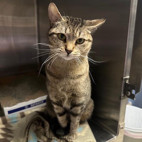 Enlarge Limon, a Adoptable Domestic Short Hair in Stillwater, OK image 2/3